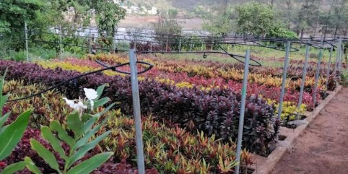 Saputara Saputara Forest Nursery Landscape Image